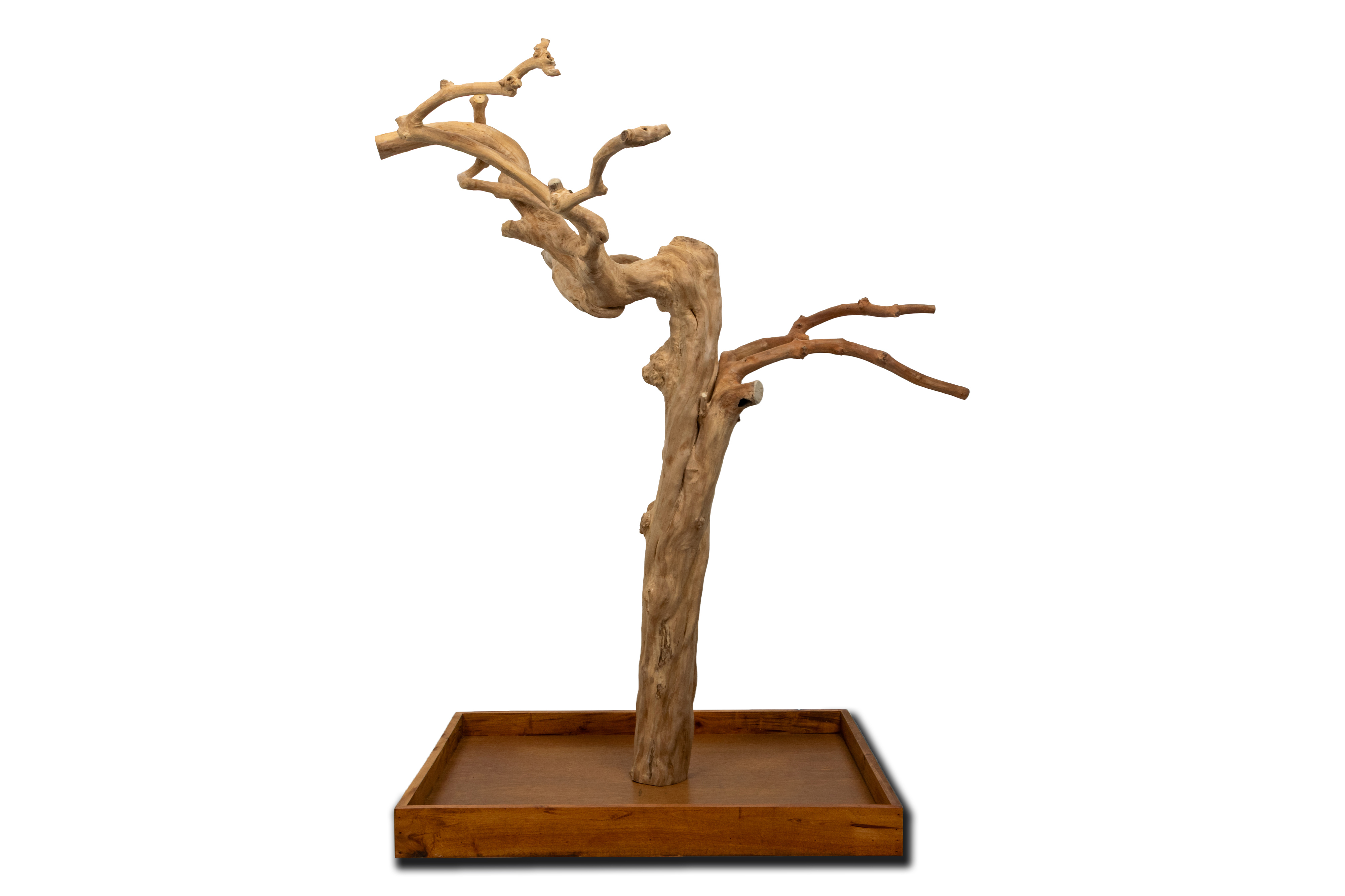 🌿 Arbre en bois de Java sur socle - 120/150cm
