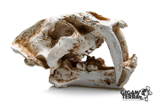 Tigre à dents de sabres XL - 484 - 26.5x14.5x15.5cm