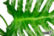 Plante sur pied - 55cm