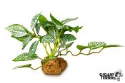 Fittonia Artificiel sur Pied - 10 cm