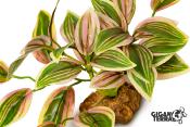 Tradescantia Rose sur Pied - 10 cm