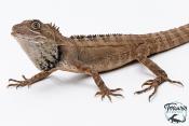 Hypsilurus godeffroyi - Dragon des forêts du nord