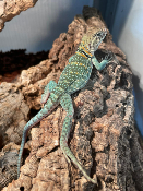 Crotaphytus collaris collaris Wichita Mountains - Lézard à collier 