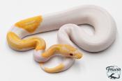 Python royal - Python regius Piebald Lavender Albino - Dreamsicle