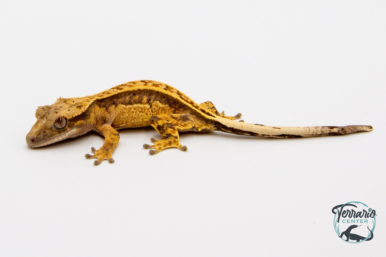 Correlophus ciliatus - Gecko à crête - Juvénile 27 - NC 2023 ...