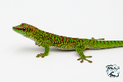 Phelsuma grandis - Gecko géant de Madagascar - High Red