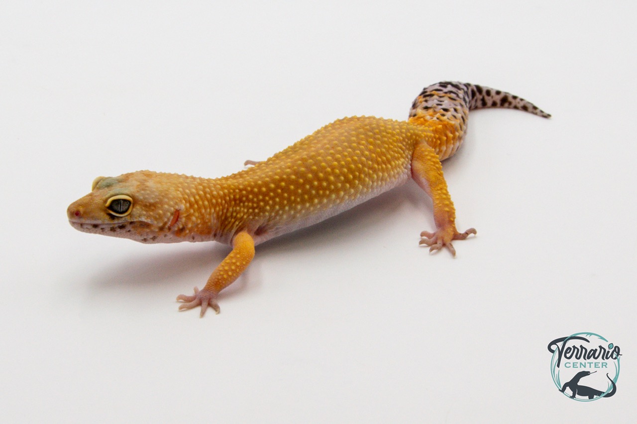 EM48 - Gecko Léopard - Eublepharis Macularius Tangerine - Femelle