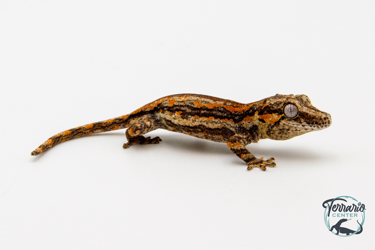 Rhacodactylus auriculatus - Gecko gargouille - 7 - NCUE - PH2024021418155219