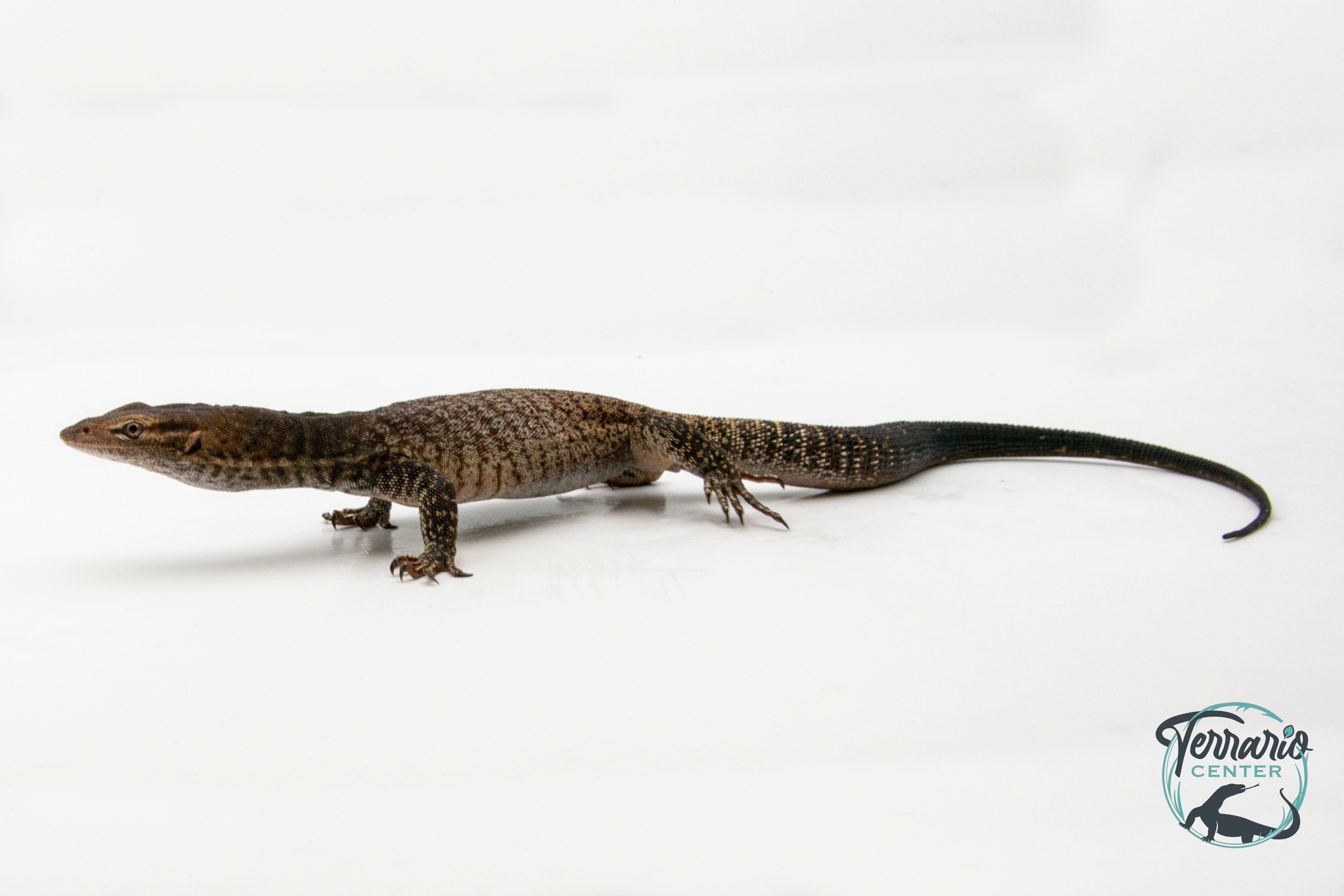 Varanus tristis  - Varan moucheté - Mâle adulte