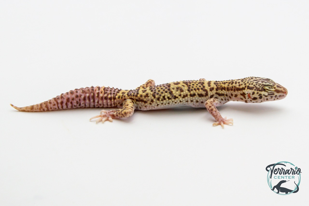 EM23 - Gecko Léopard - Eublepharis Macularius Snow Radar - Mâle
