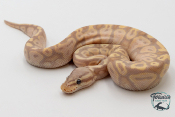 Python royal - Python regius Banana Pastel