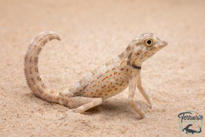 Pristurus carteri - gecko scorpion