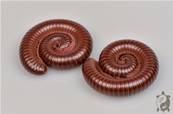 Ophistreptus guineensis - Mille-pattes chocolat