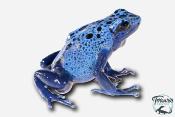 Dendrobates Azureus - Dendrobate Bleu