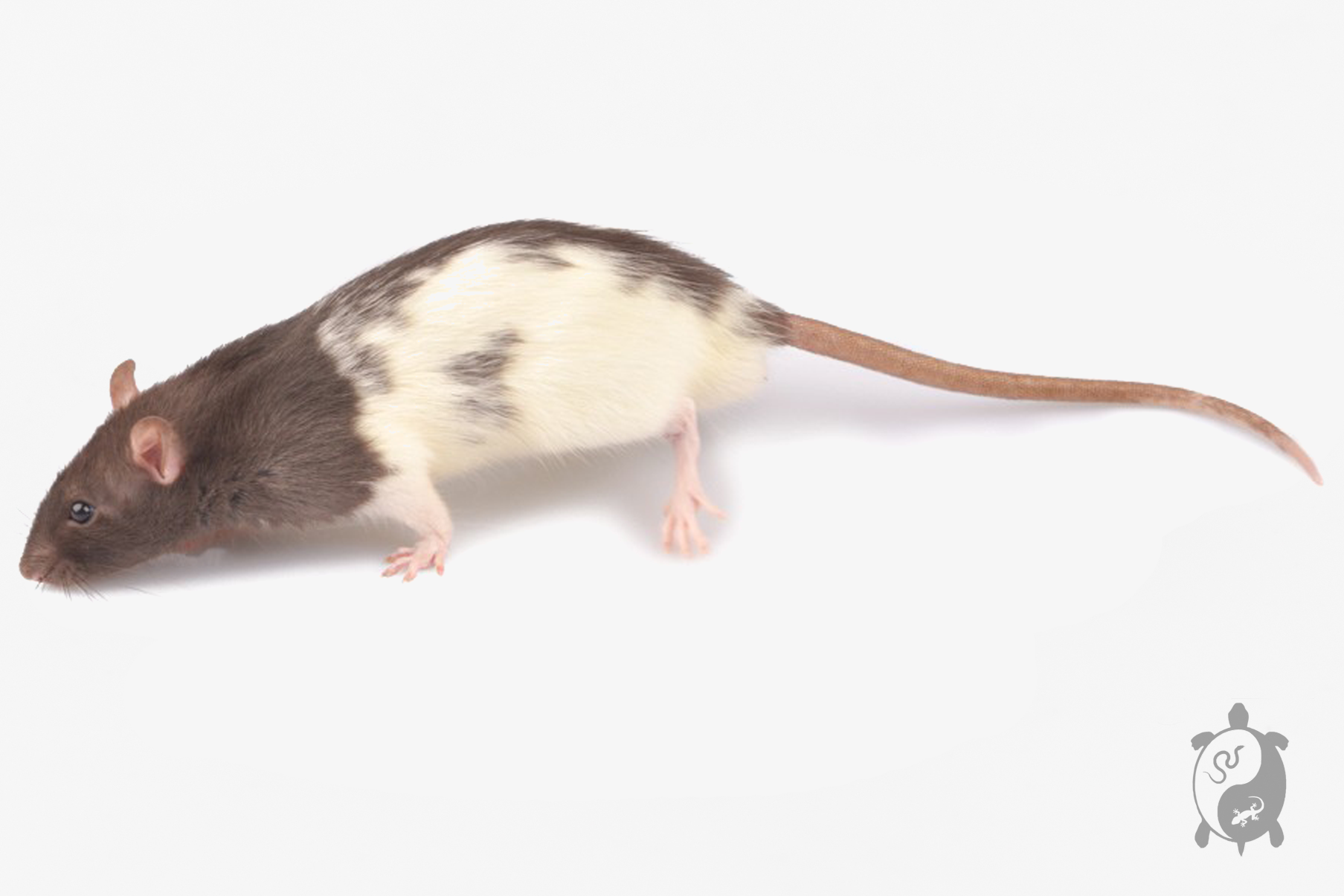 Rat vivant de 151 - 250 g