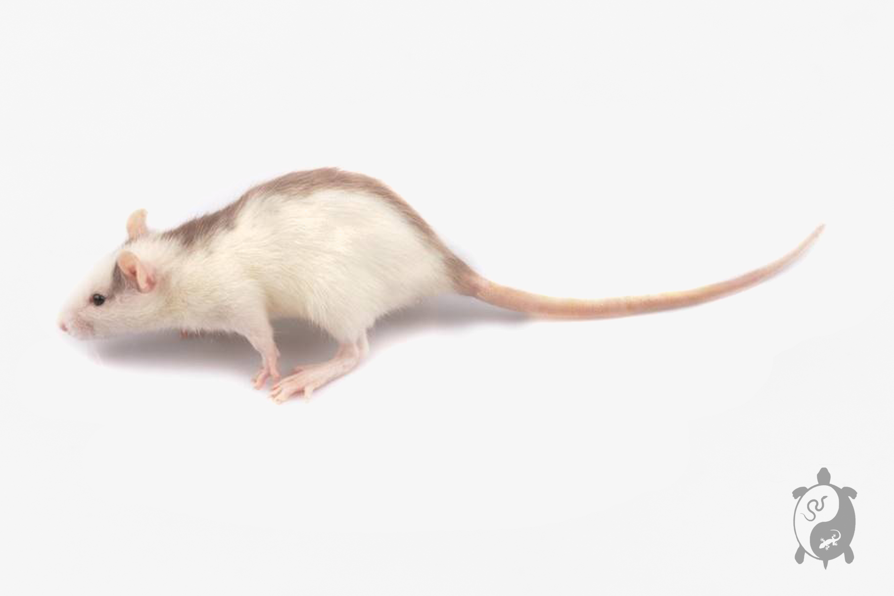 Rat vivant de 91 - 150 g