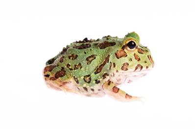 Grenouille cornue - Ceratophrys cranwelli Peppermint