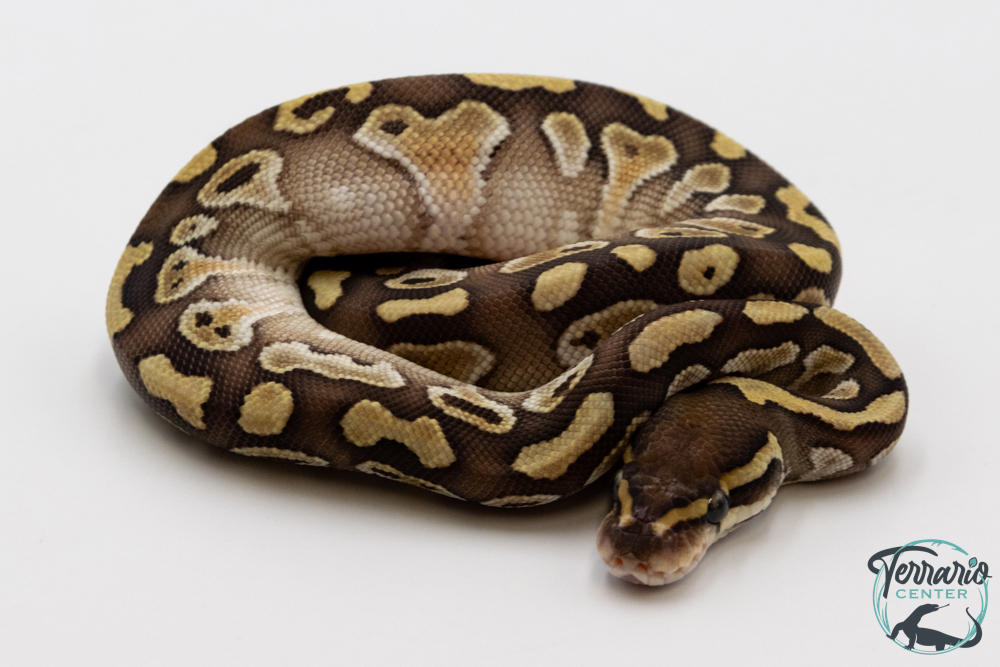 Python royal - Python regius Butter