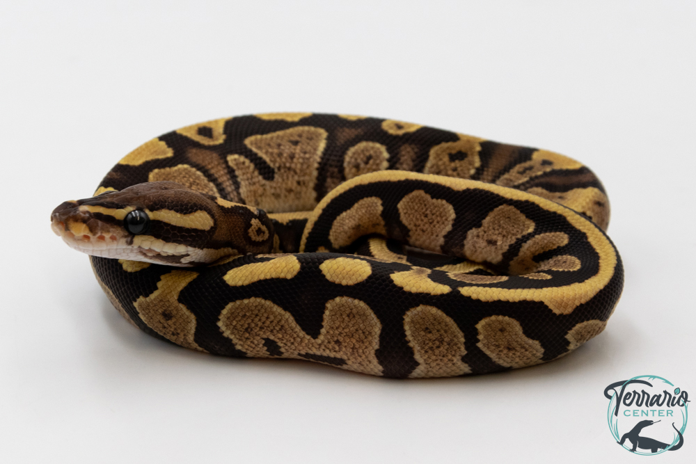 Python royal - Python regius Fire possible DH Ultra Piebald