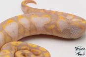 Python royal - Python regius Banana Sugar
