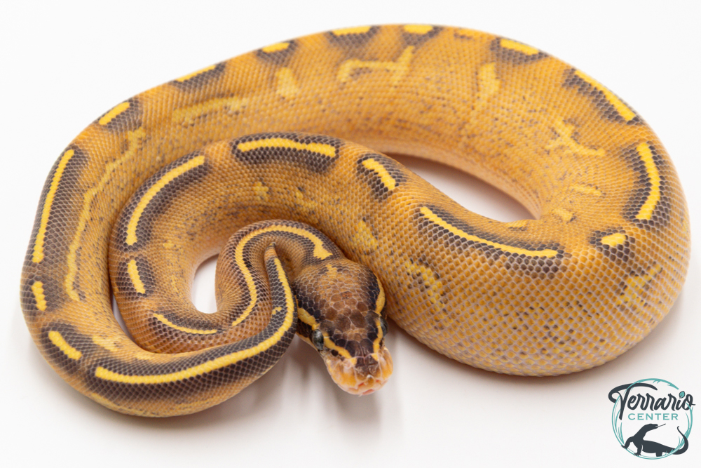 Python royal - Python regius Highway