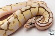 Python royal - Python regius Queen Bee