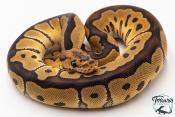 Python royal - Python regius Clown