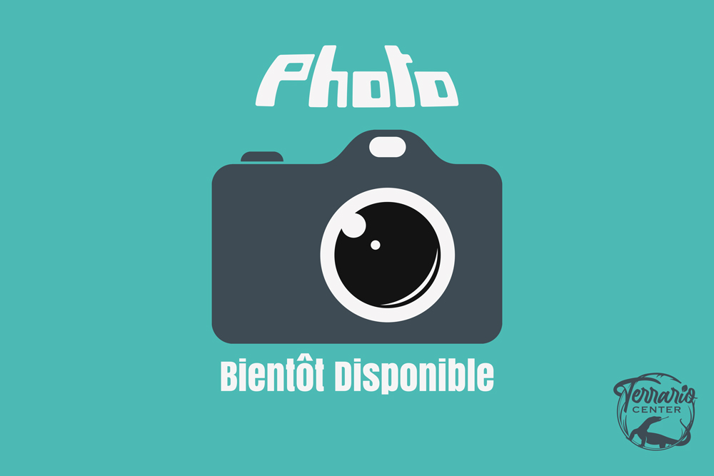 Candoia paulsoni "Santa Isabel" -  Boa fouisseur des Îles Salomon