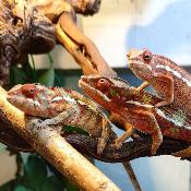 Caméléon Panthère - Furcifer pardalis Ambilobe Red Bar - Couple