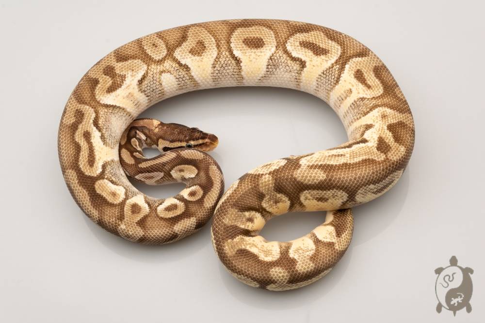Python royal - Python regius Enchi Mojave Yellow Belly