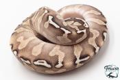Python royal - Python regius GHI Butter Special