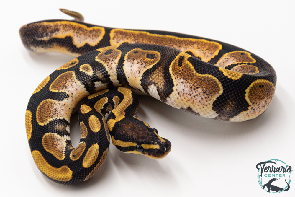 Python royal - Python regius Sugar