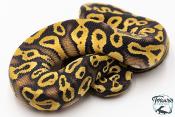 Python royal - Python regius Phantom Pastel