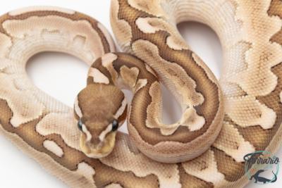 Python royal - Python regius Bamboo