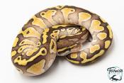 Python royal - Python regius Butter