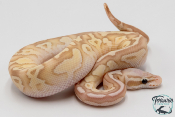Python royal - Python regius Banana Firefly Butter