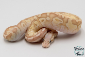 Python royal - Python regius Banana Firefly Butter