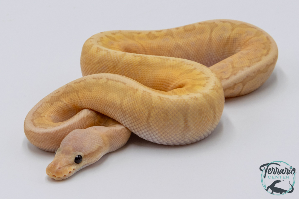 Python royal - Python regius Banana Lemon Blast GHI