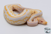 Python royal - Python regius Albinos Black Pastel Mahogany