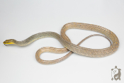 Gonyosoma oxycephalum - Serpent ratier des mangroves - Mâle