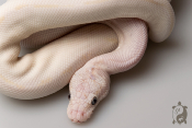 Python royal - Python regius Super Mocha