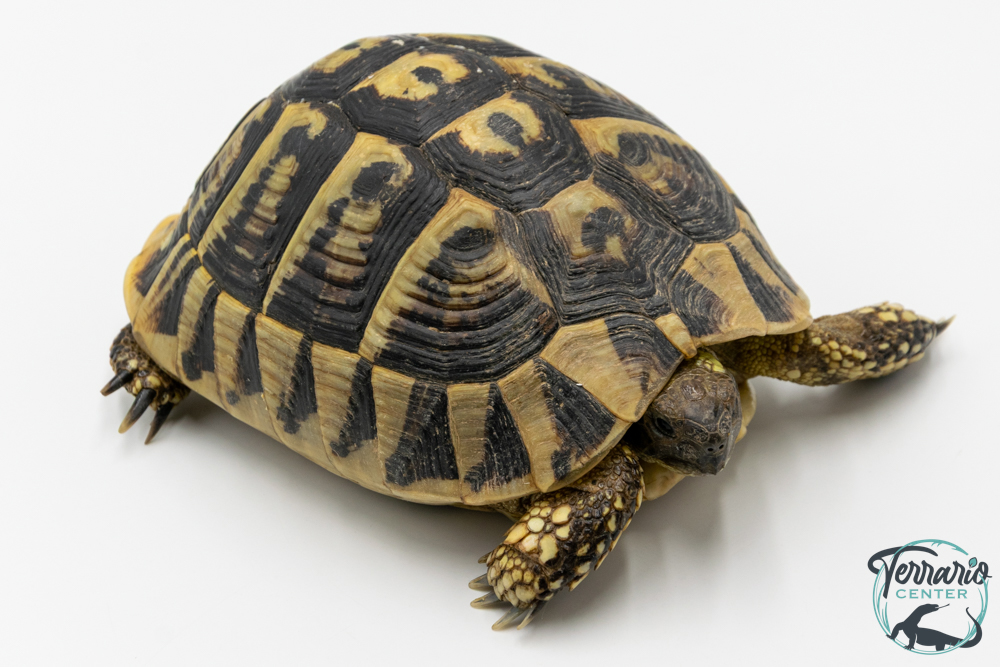 Tortue d'Hermann - Testudo hermanni boettgeri Femelle 15-17cm