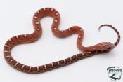 Serpent des blés - Pantherophis guttatus Scaleless