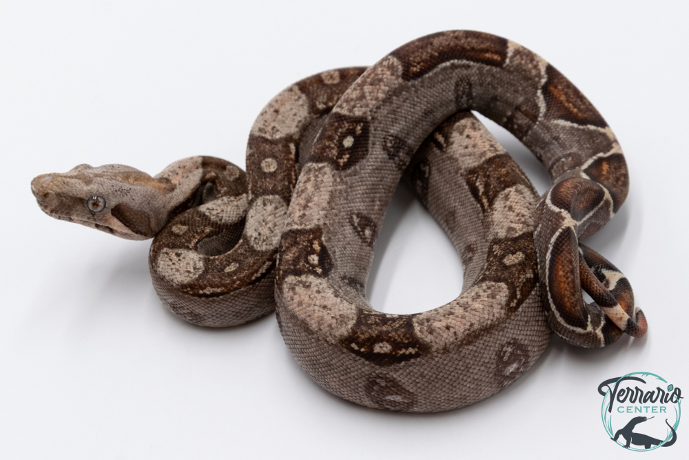 Boa constricteur - Boa imperator VPI Jungle
