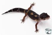 Gecko Léopard - Eublepharis Macularius - Black Night - Femelle &#9792; F5