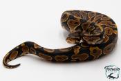Python royal - Python regius Yellow Belly
