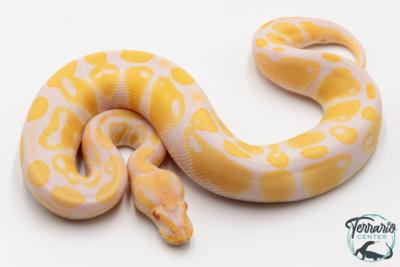 Python royal - Python regius Albinos
