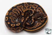 Python royal - Python regius Black Pastel