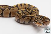 Python royal - Python regius Hypo
