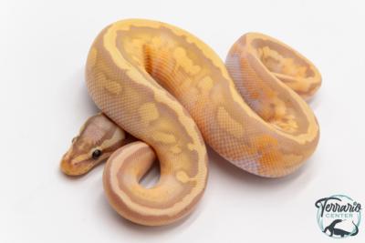 Python royal - Python regius Banana Pastel Piebald